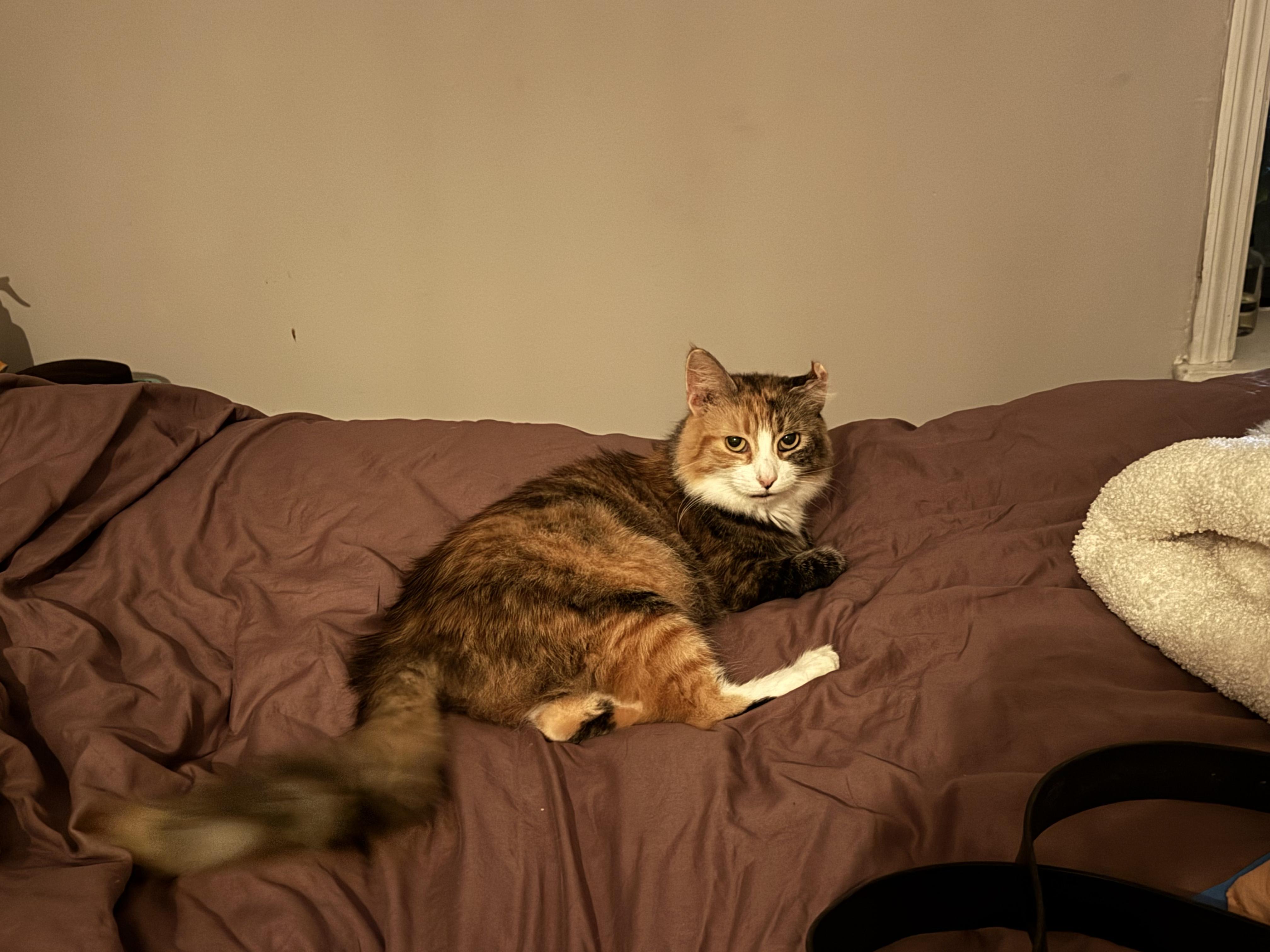 Enlarge Fluffy Mama, a ADOPTABLE Domestic Long Hair in Jersey City, NJ image 6/6
