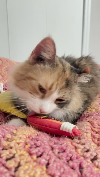 Enlarge Fluffy Mama, a ADOPTABLE Domestic Long Hair in Jersey City, NJ video 3/6