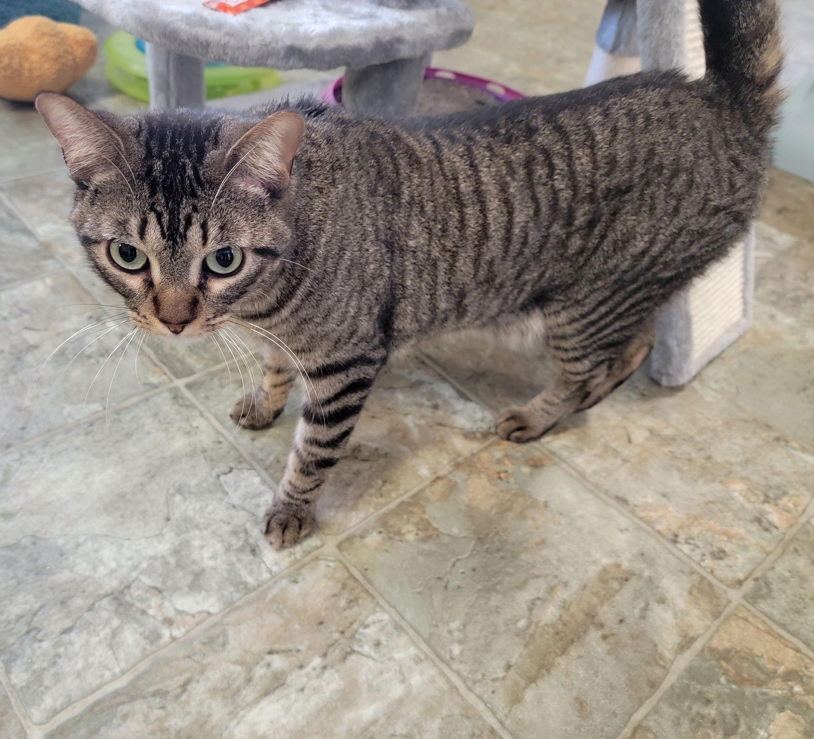 Han #take-charge, Adoptable, Young Male Tabby & Domestic Short Hair.