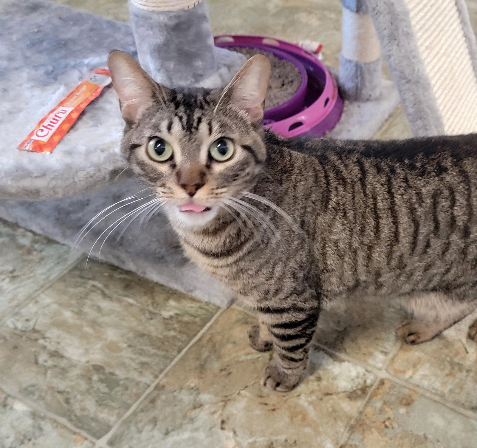 Enlarge Han #green-globe-eyes, a Adoptable mixed breed in Houston, TX image 3/3