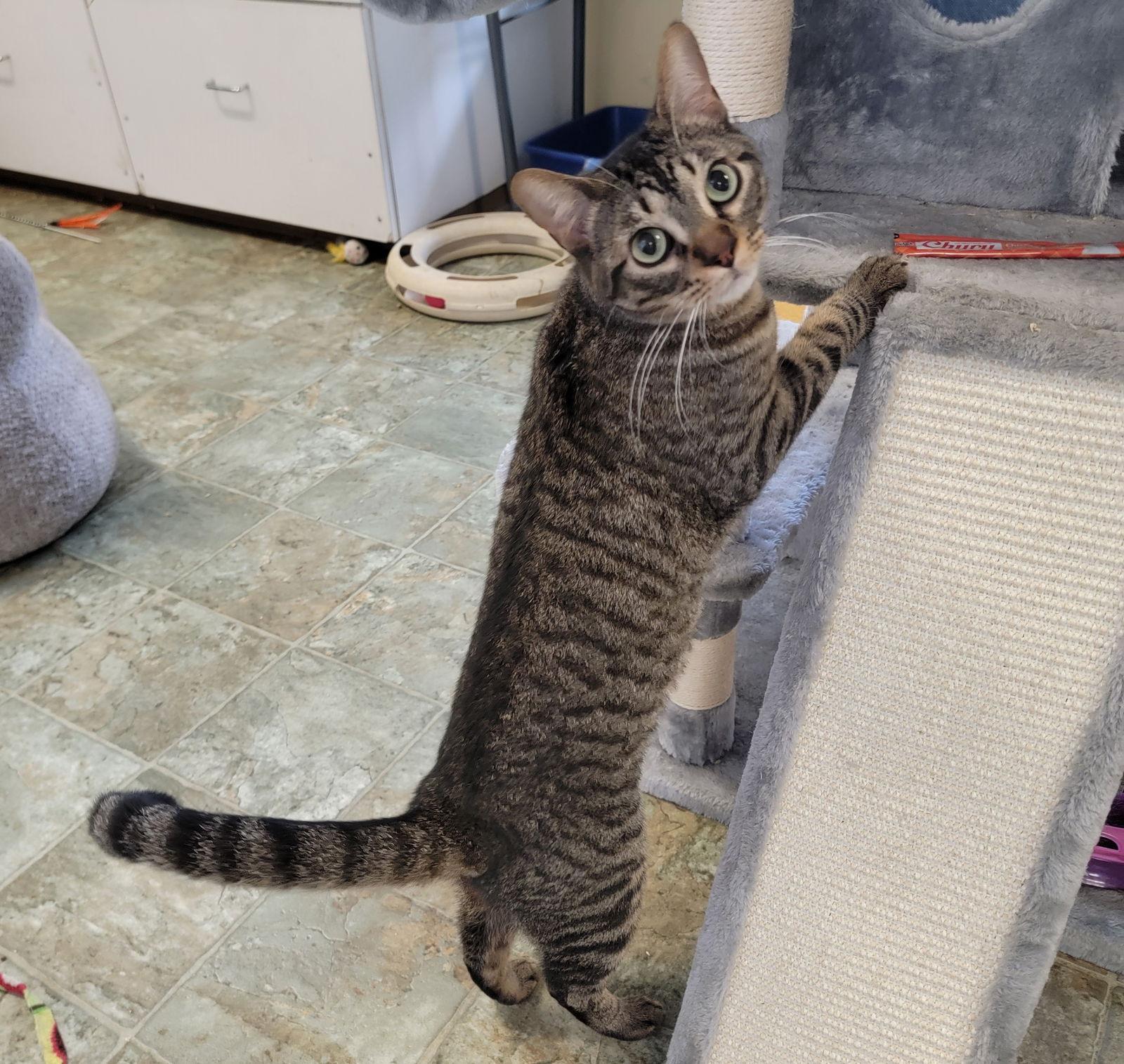 Han #take-charge, a Adoptable mixed breed in Houston, TX image 2/3