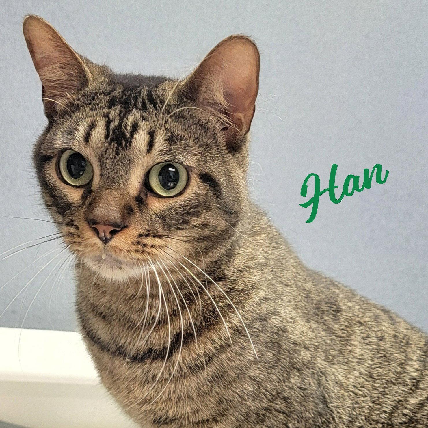 Enlarge Han #green-globe-eyes, a Adoptable mixed breed in Houston, TX image 1/3