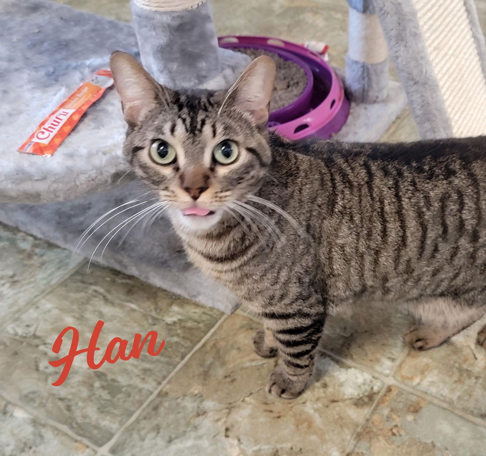 Han #take-charge, a Adoptable mixed breed in Houston, TX image 3/3