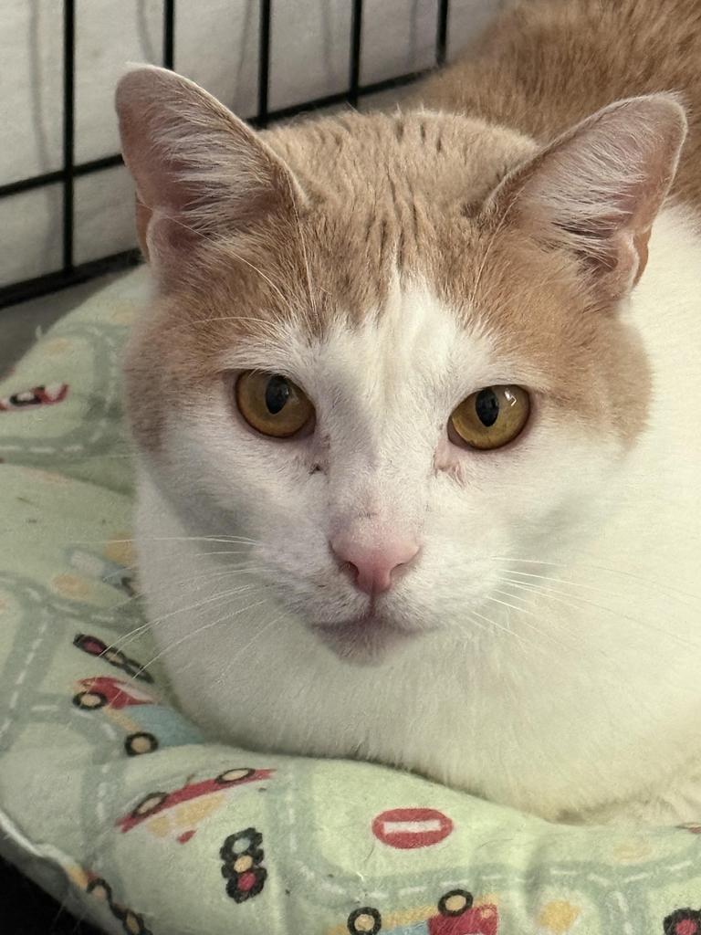 Rogue, Adoptable, Young Male Domestic Short Hair.