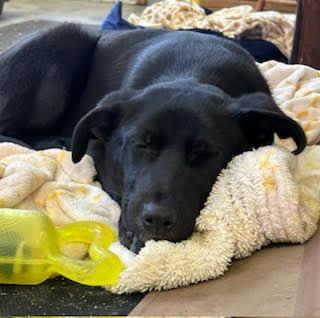 Enlarge Wonka, a Adoptable mixed breed in Minneapolis, MN image 1/6