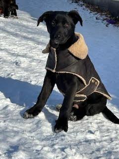 Enlarge Wonka, a Adoptable mixed breed in Minneapolis, MN image 2/6