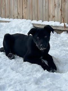 Enlarge Wonka, a Adoptable mixed breed in Minneapolis, MN image 3/6