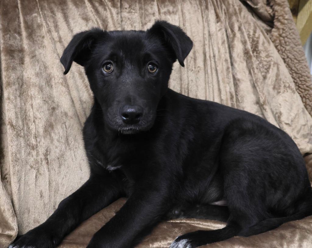 Enlarge Wonka, a Adoptable mixed breed in Minneapolis, MN image 5/6