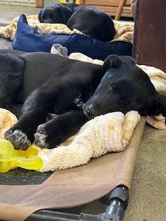 Enlarge Wonka, a Adoptable mixed breed in Minneapolis, MN image 6/6