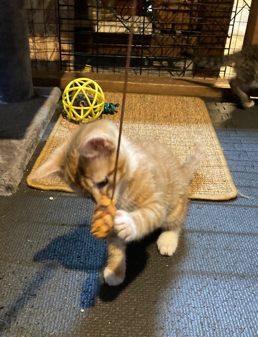 Bren, a ADOPTABLE Domestic Short Hair in Euclid, OH image 3/3