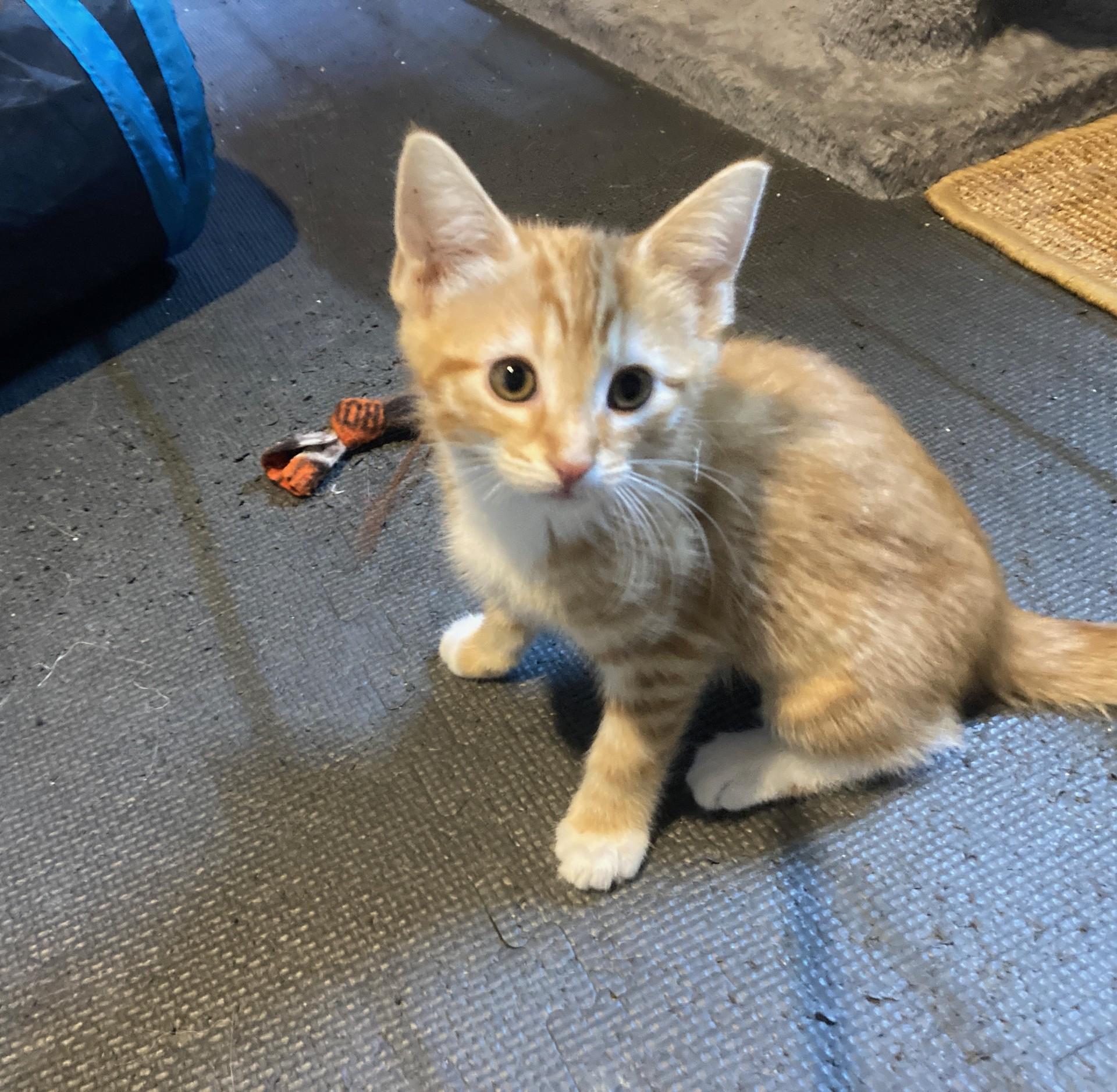 Bren, a ADOPTABLE Domestic Short Hair in Euclid, OH image 1/3
