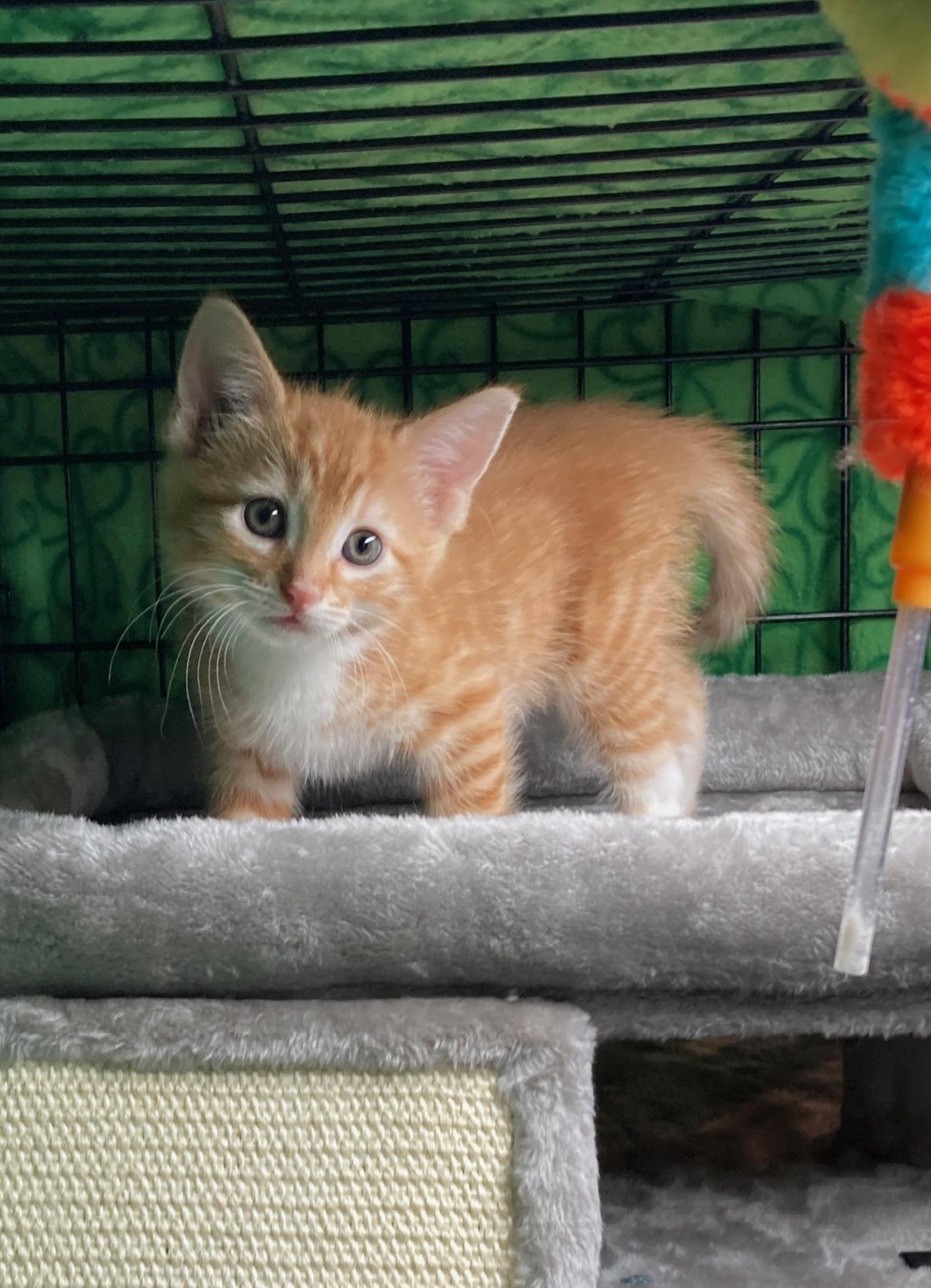 Bren, a ADOPTABLE Domestic Short Hair in Euclid, OH image 2/3