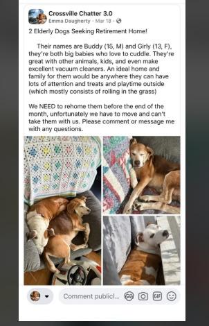 Girly, Adoptable, Senior Female Pit Bull Terrier & Mixed Breed.