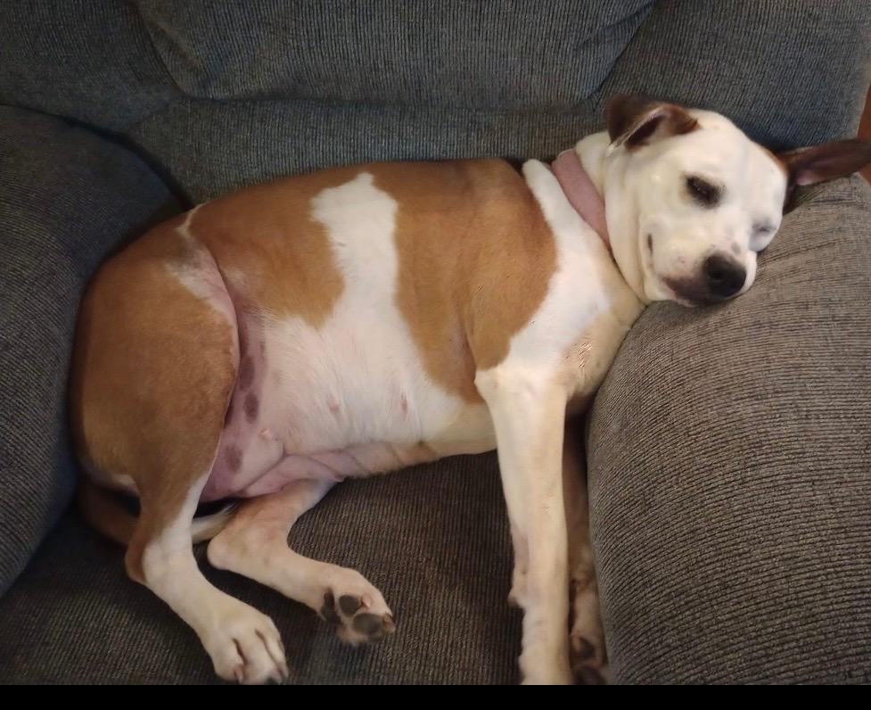Enlarge Girly, a Adoptable mixed breed in Crossville, TN image 5/6