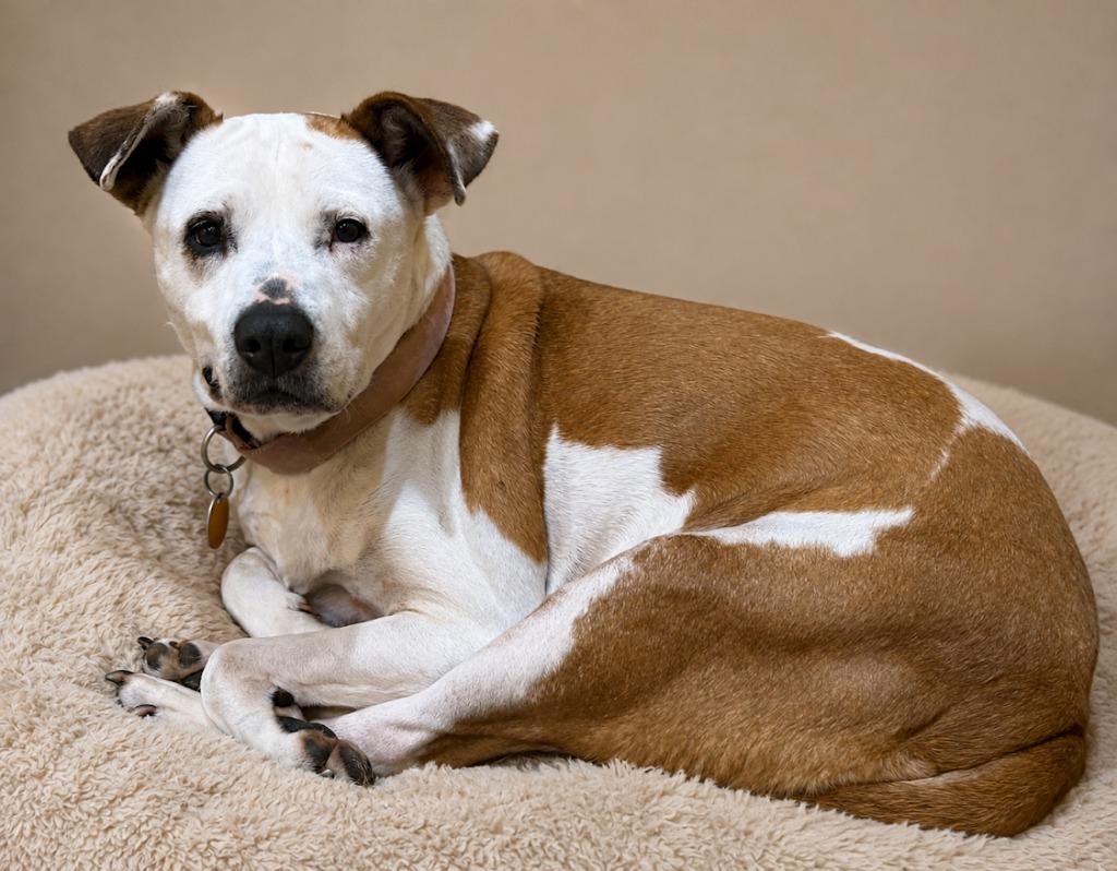 Enlarge Girly, a Adoptable mixed breed in Crossville, TN image 6/6