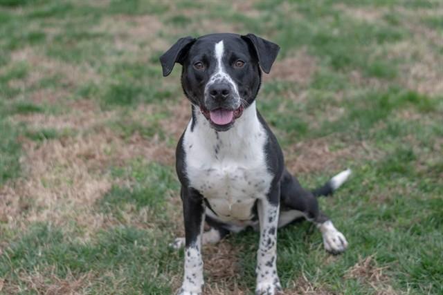 ROMY, Adoptable, Young Female Labrador Retriever & Mixed Breed.
