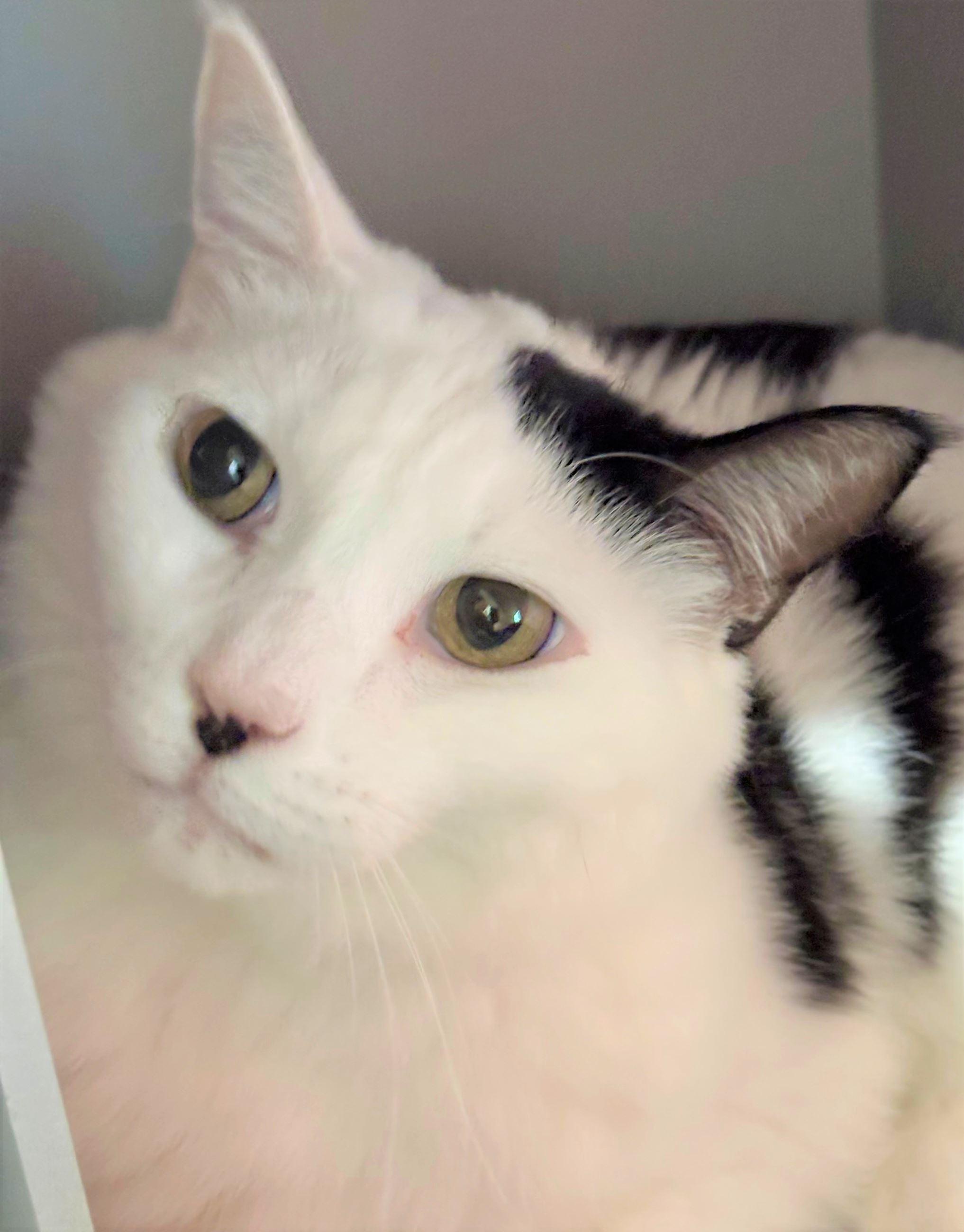 Enlarge Milk (bonded with Sushi), a ADOPTABLE Domestic Medium Hair in Iowa City, IA image 1/1