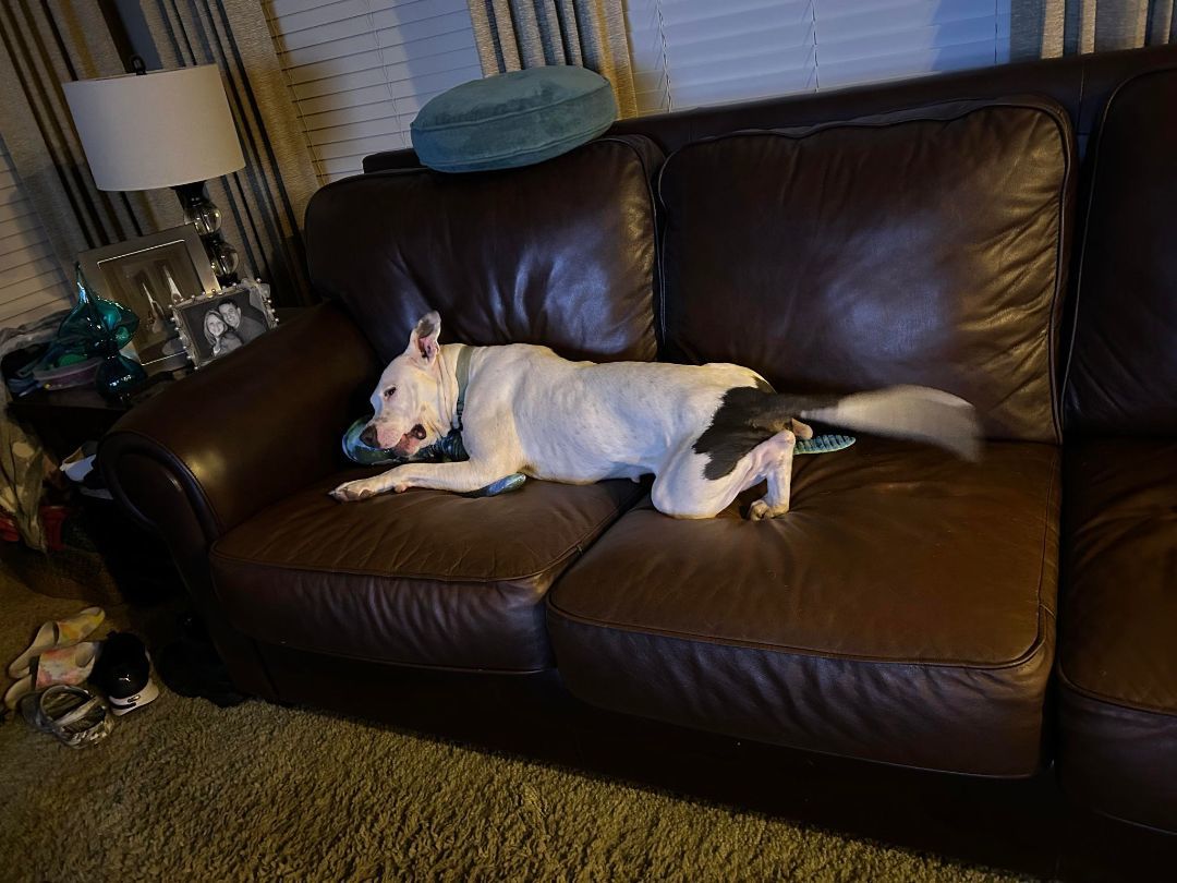 Luna Moon, a Adoptable mixed breed in Brookshire, TX image 1/3