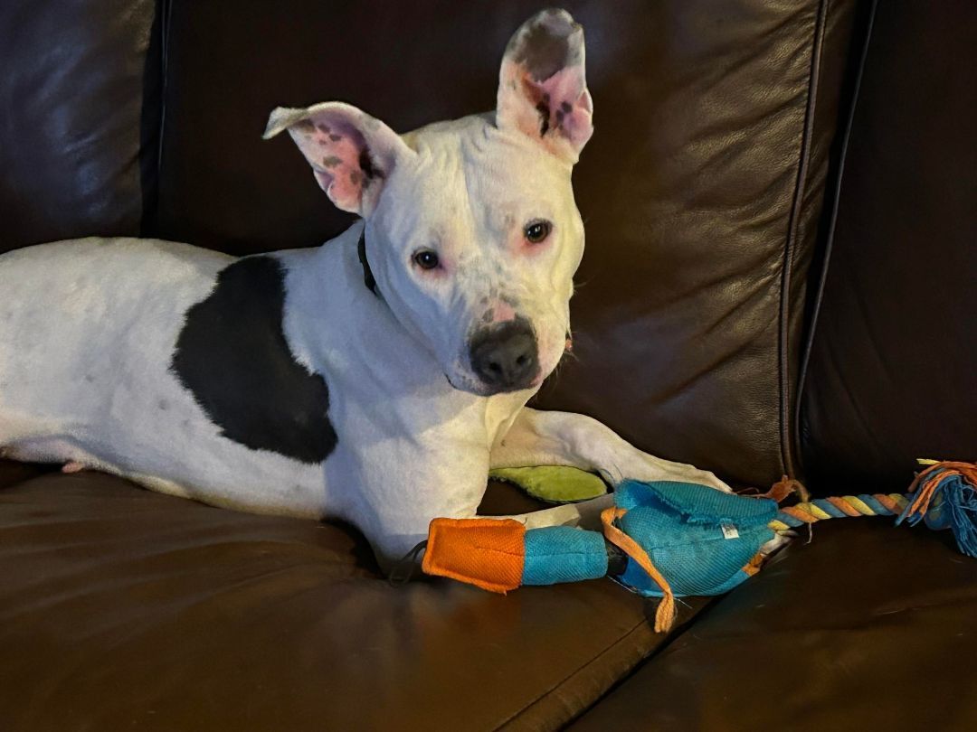 Luna Moon, a Adoptable mixed breed in Brookshire, TX image 2/3