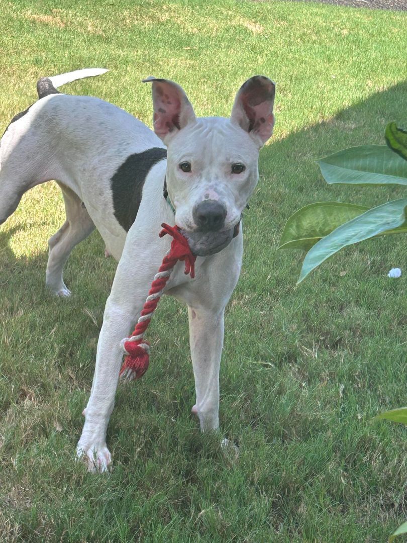 Luna Moon, a Adoptable mixed breed in Brookshire, TX image 3/3