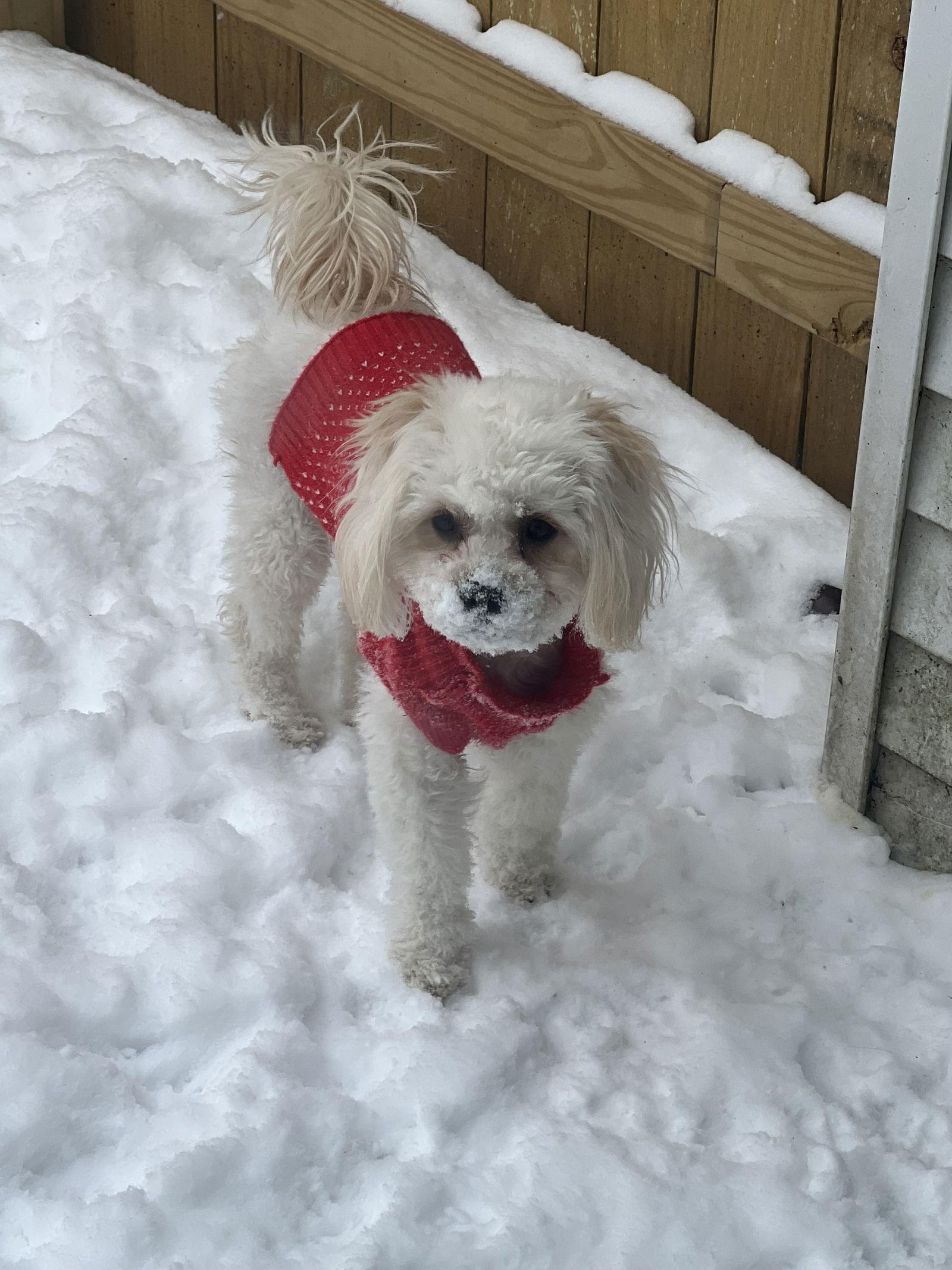 D Litter Miss Petunia