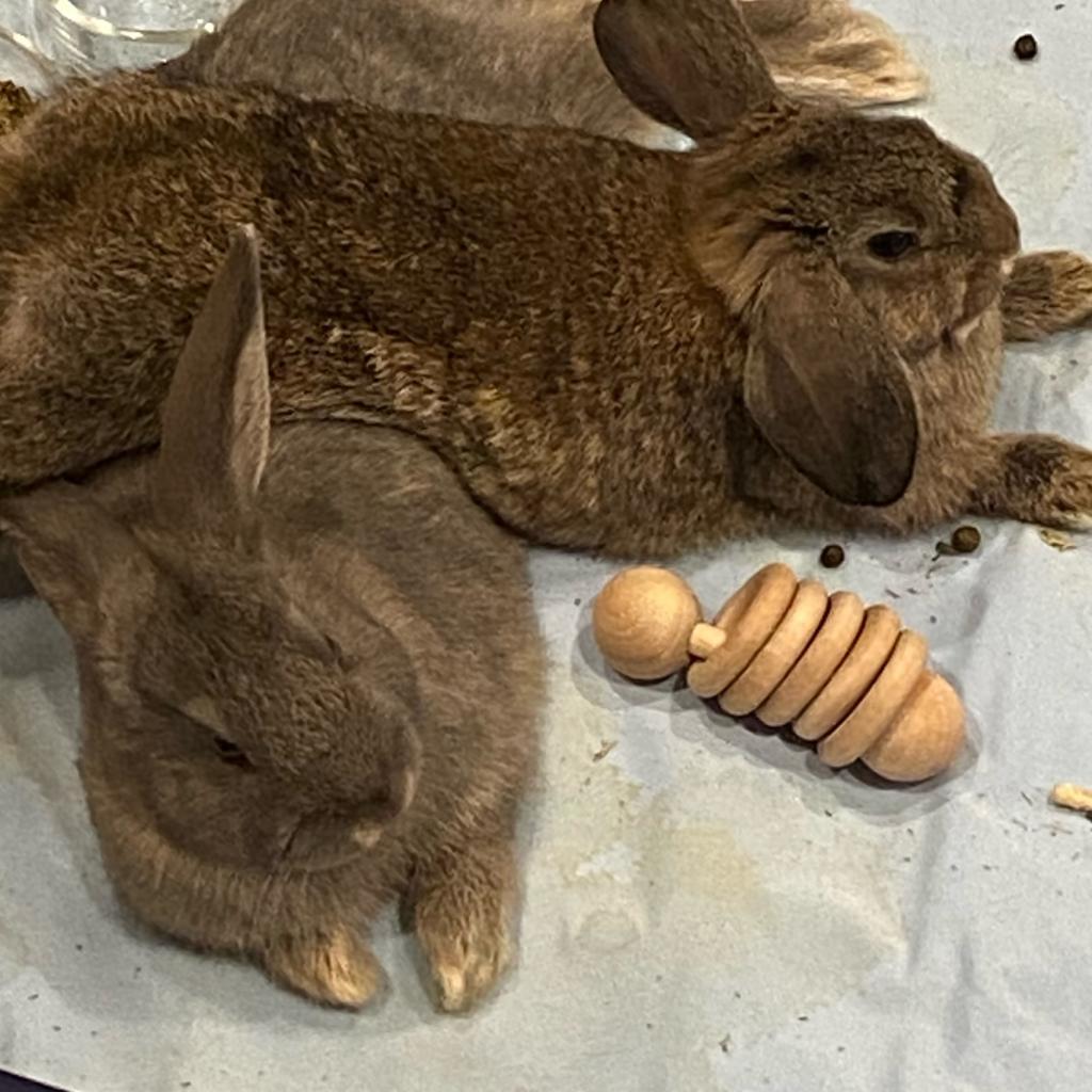 Enlarge Trix, a Adoptable American in Murray, UT image 1/6