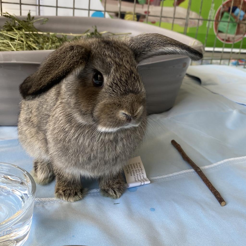 Enlarge Trix, a Adoptable American in Murray, UT image 2/6