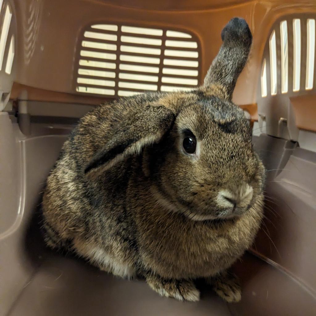 Enlarge Trix, a Adoptable American in Murray, UT image 3/6