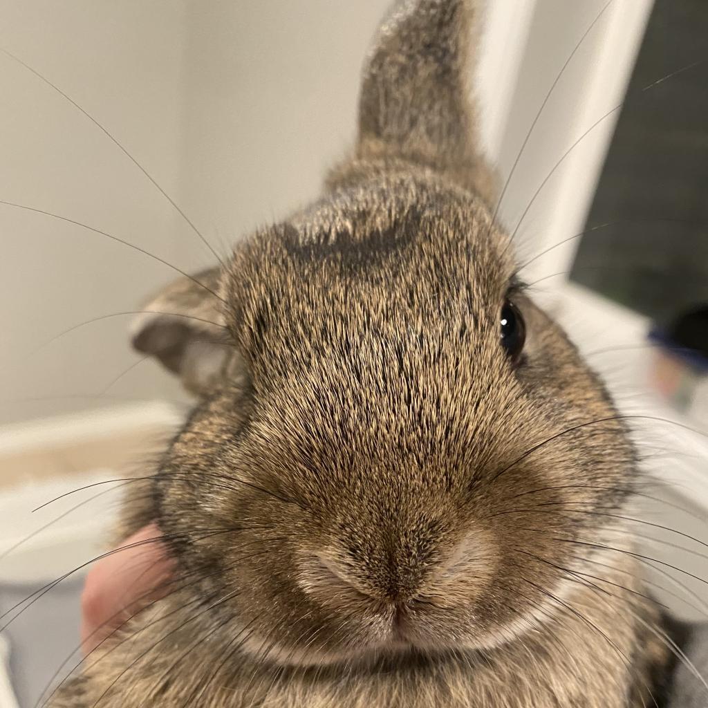 Enlarge Trix, a Adoptable American in Murray, UT image 4/6