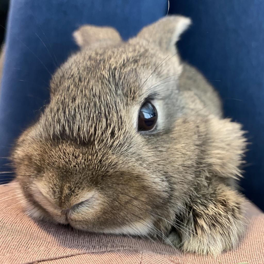 Enlarge Trix, a Adoptable American in Murray, UT image 5/6