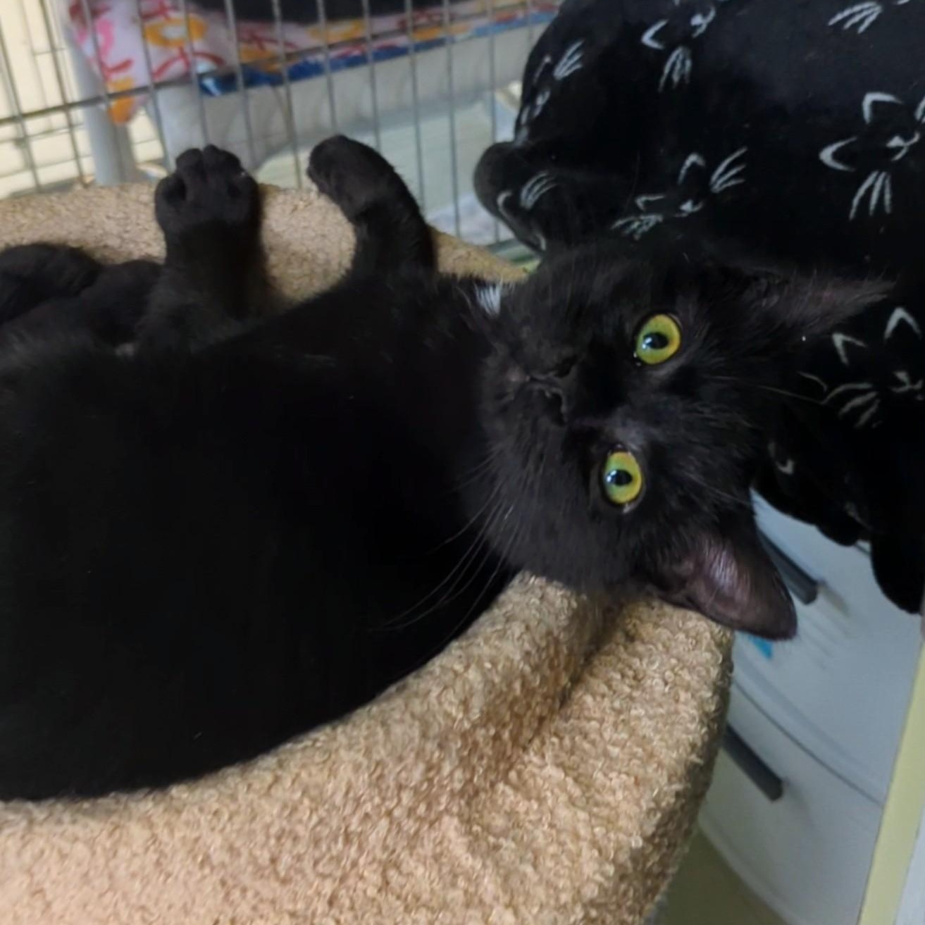 Enlarge Beavis, an adopted Domestic Short Hair in West Jefferson, OH image 5/6