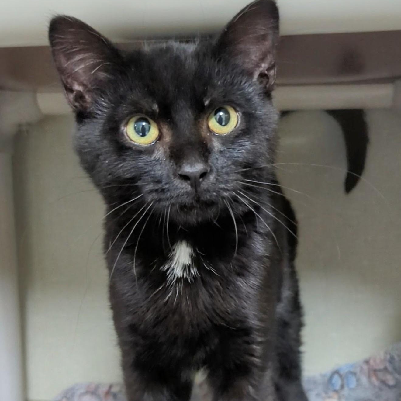 Enlarge Beavis, an adopted Domestic Short Hair in West Jefferson, OH image 6/6