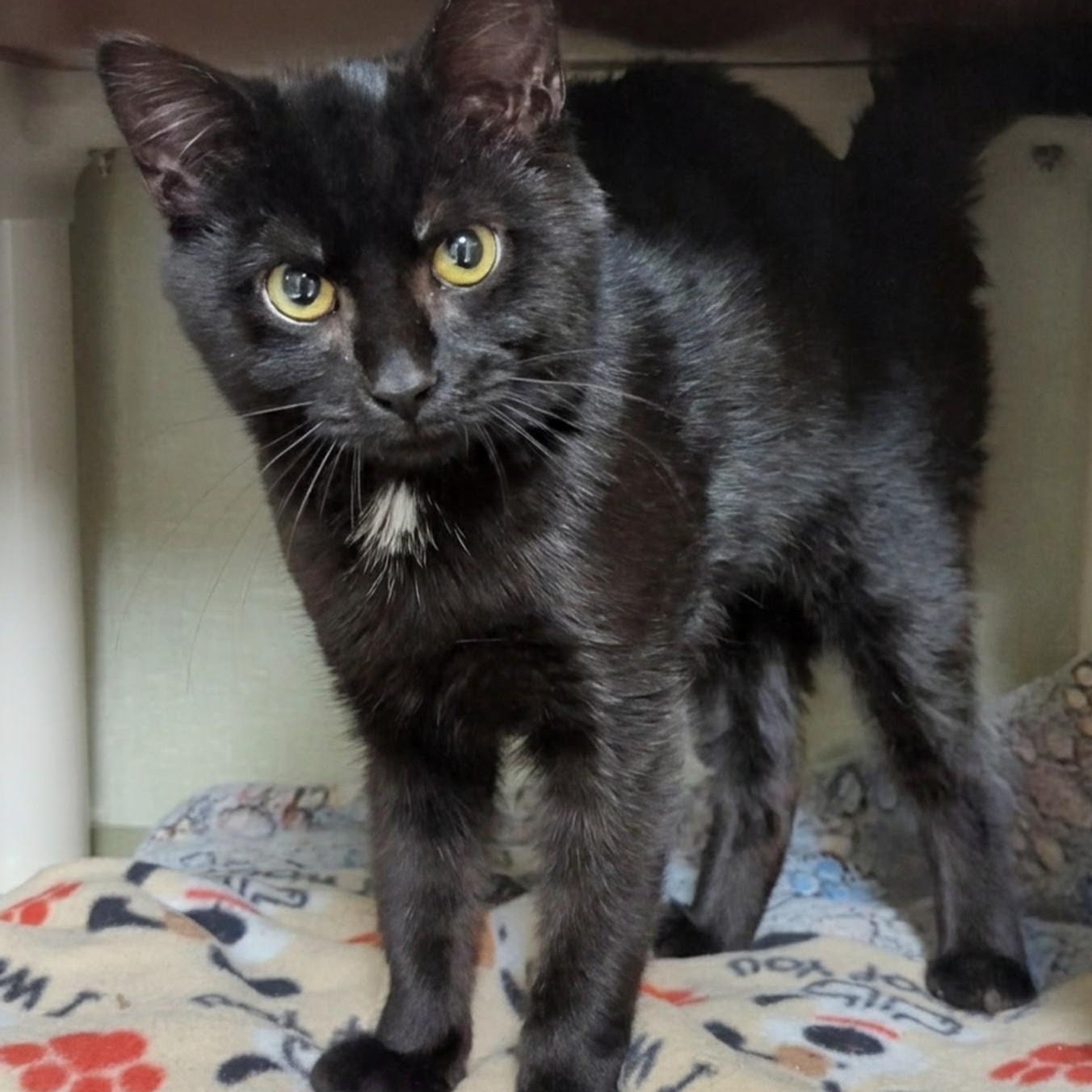 Enlarge Beavis, an adopted Domestic Short Hair in West Jefferson, OH image 4/6