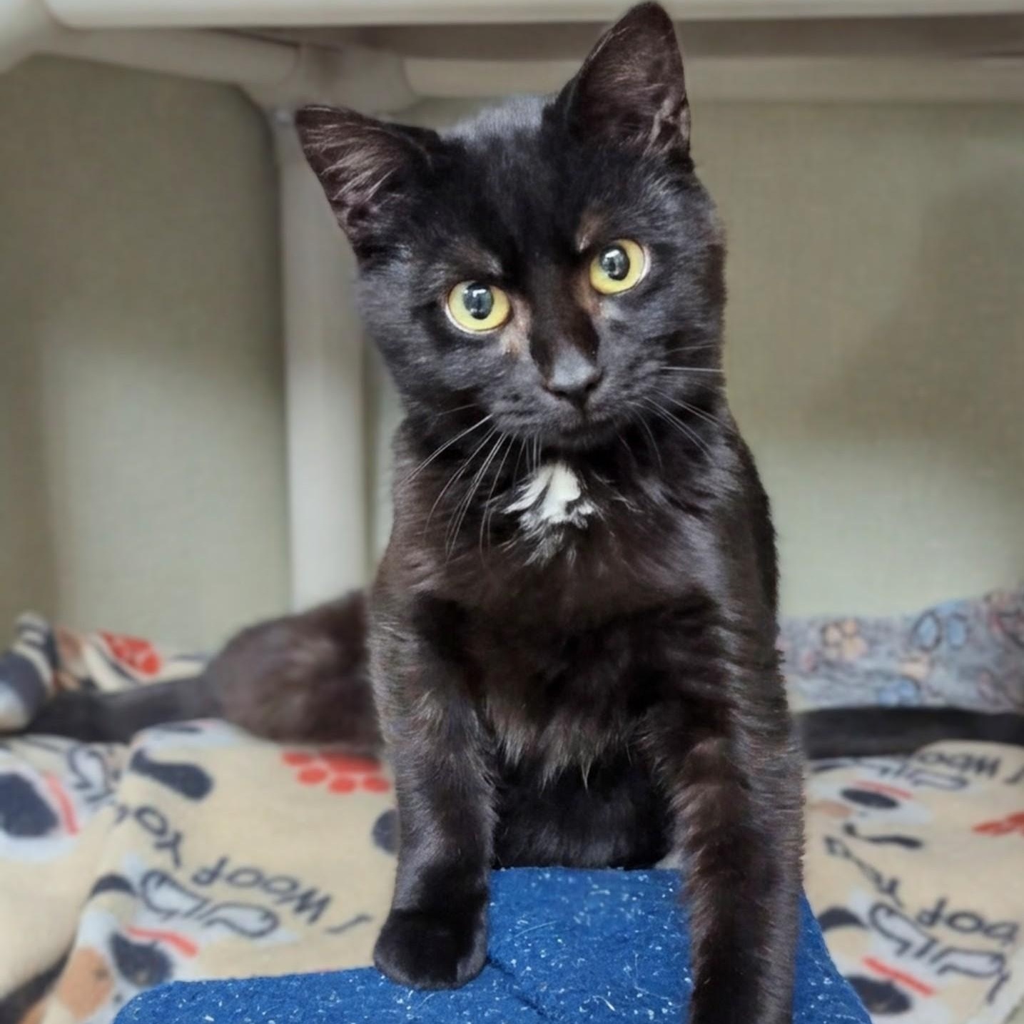 Enlarge Beavis, an adopted Domestic Short Hair in West Jefferson, OH image 3/6