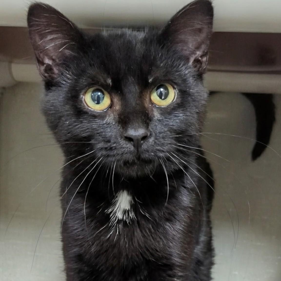 Enlarge Beavis, an adopted Domestic Short Hair in West Jefferson, OH image 2/6