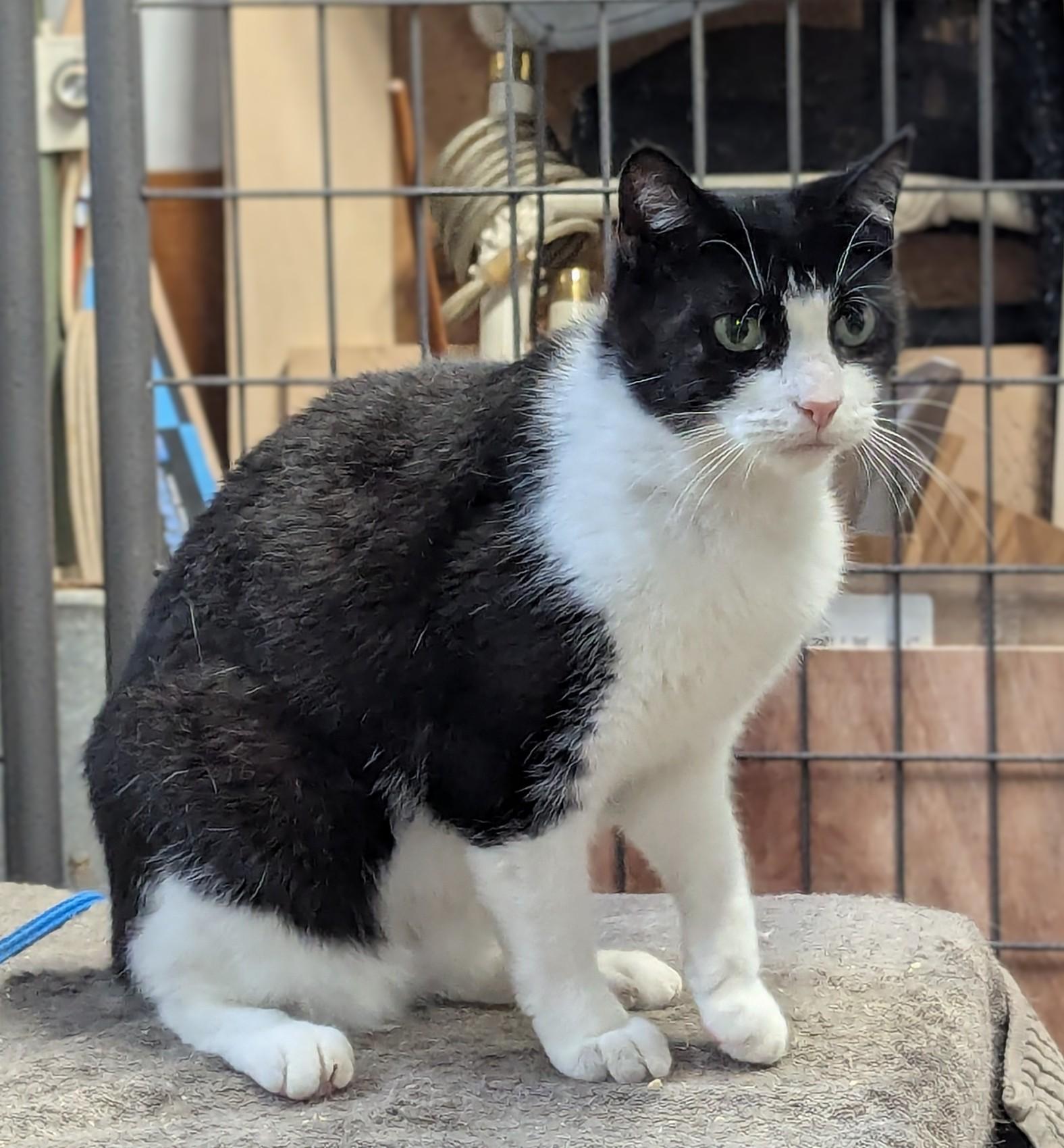 Gomeza, Adoptable, Adult Female Domestic Short Hair.