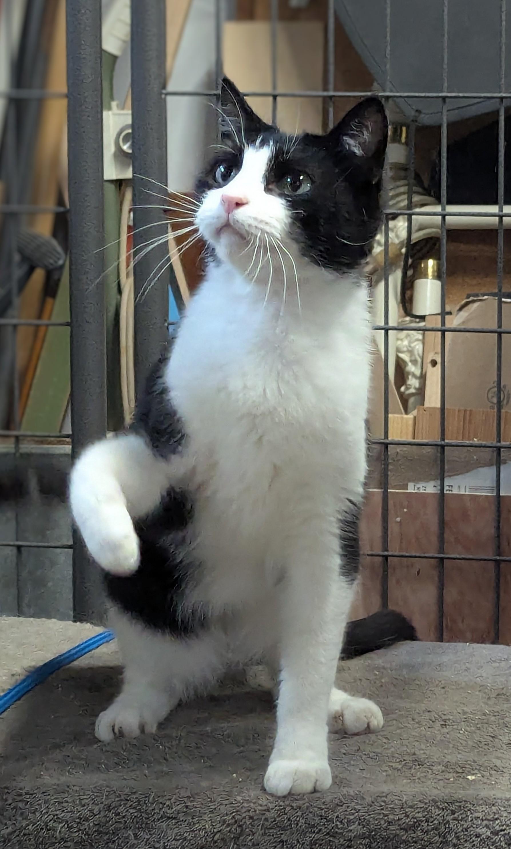 Enlarge Gomeza, a Adoptable Domestic Short Hair in Beaverton, OR image 2/3