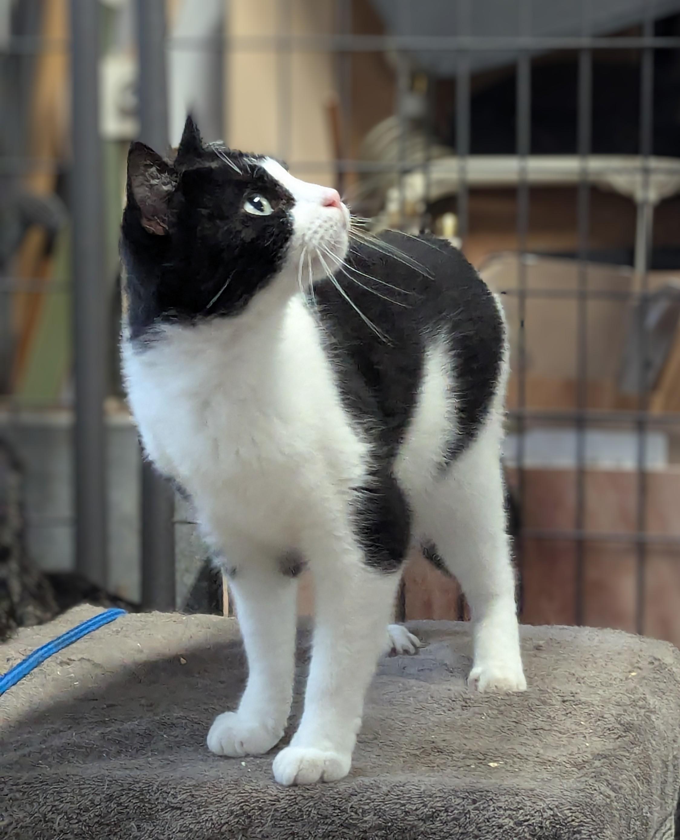 Enlarge Gomeza, a Adoptable Domestic Short Hair in Beaverton, OR image 3/3