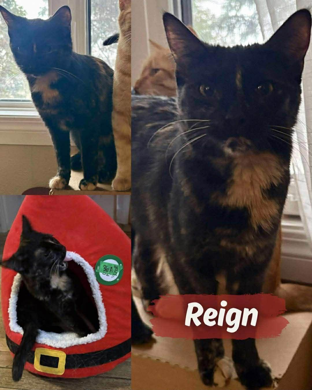 Enlarge Reign, a ADOPTABLE Tortoiseshell in BURNABY, BC image 1/1