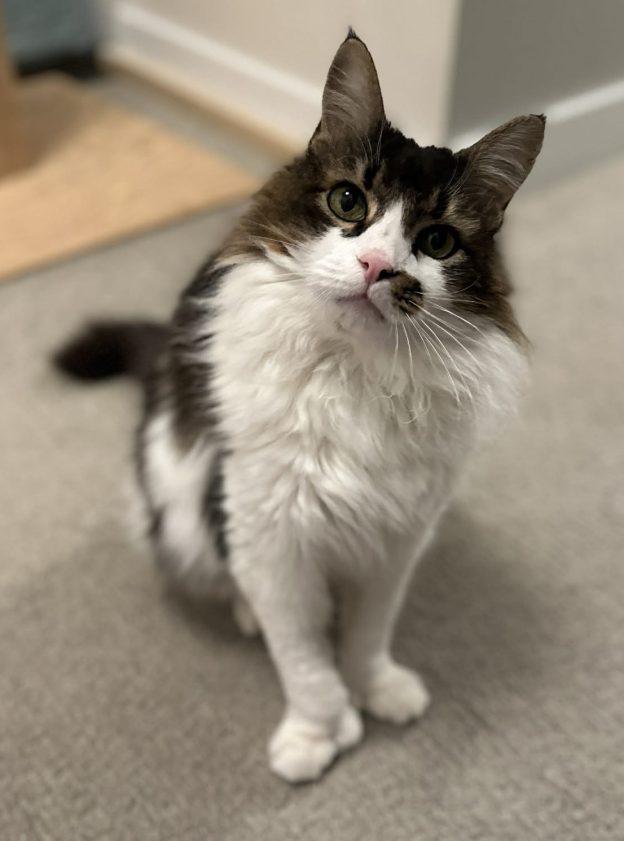 Enlarge Kaipo, a ADOPTABLE Domestic Long Hair in Anchorage, AK image 1/1