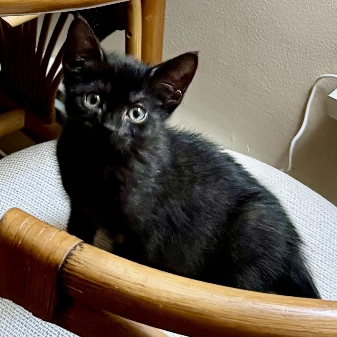 Enlarge Lucille, a Adoptable Domestic Short Hair in East Amherst, NY image 2/6