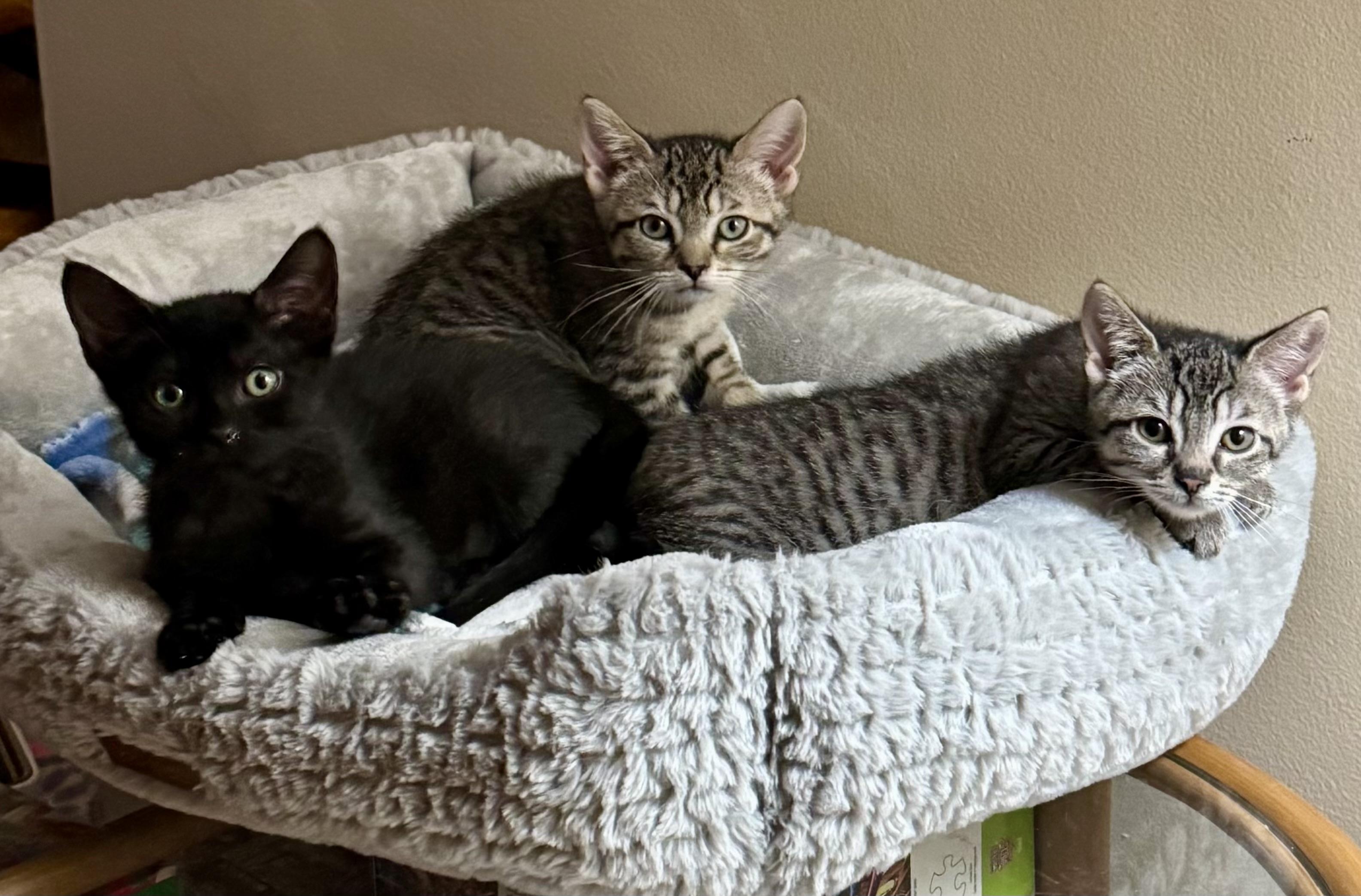 Enlarge Lucille, a Adoptable Domestic Short Hair in East Amherst, NY image 6/6