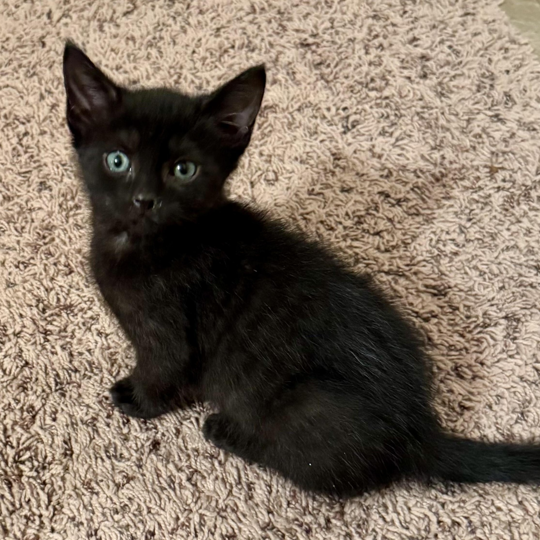 Lucille, Adoptable, Kitten Female Domestic Short Hair.