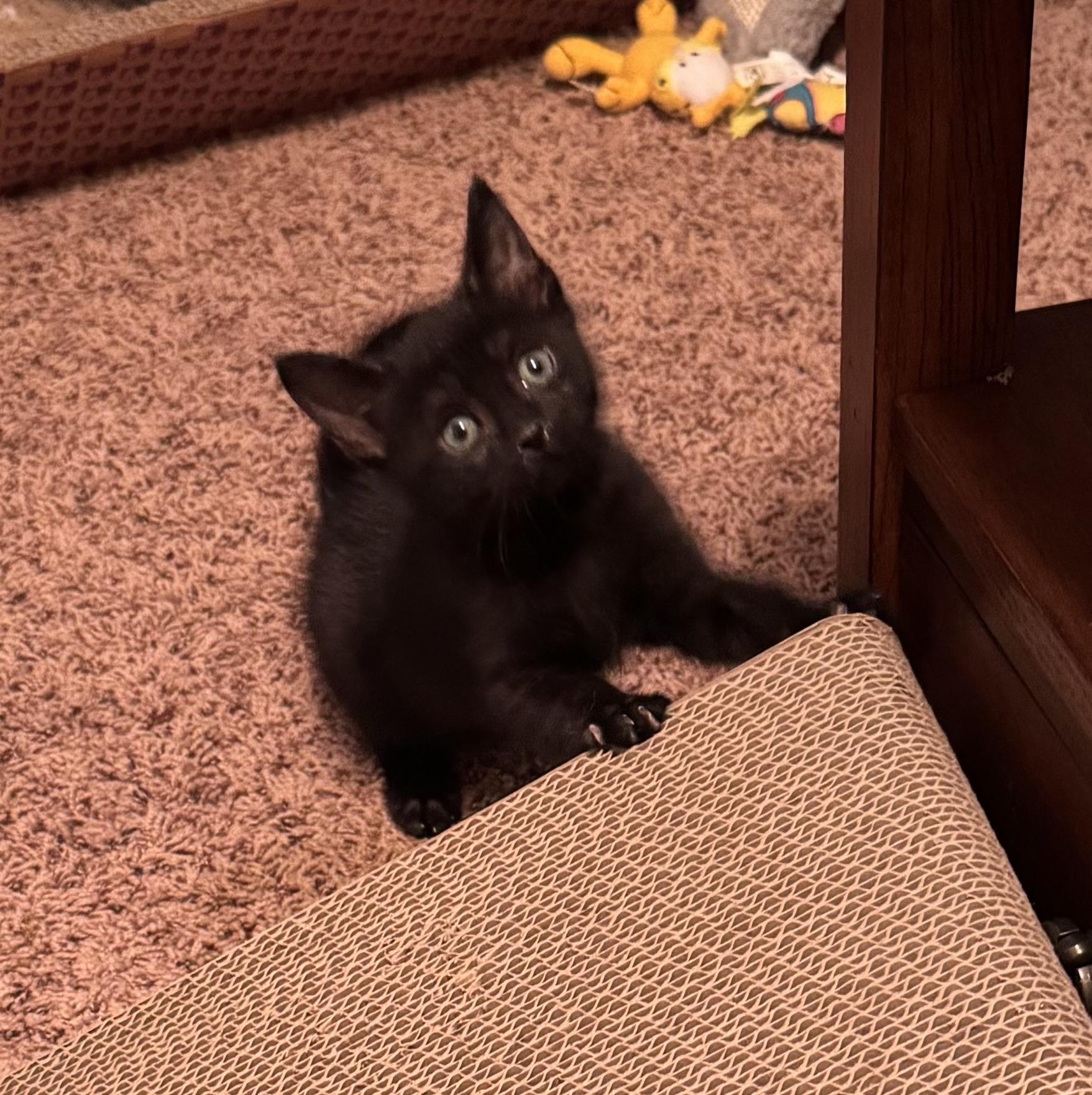 Enlarge Lucille, a Adoptable Domestic Short Hair in East Amherst, NY image 3/6