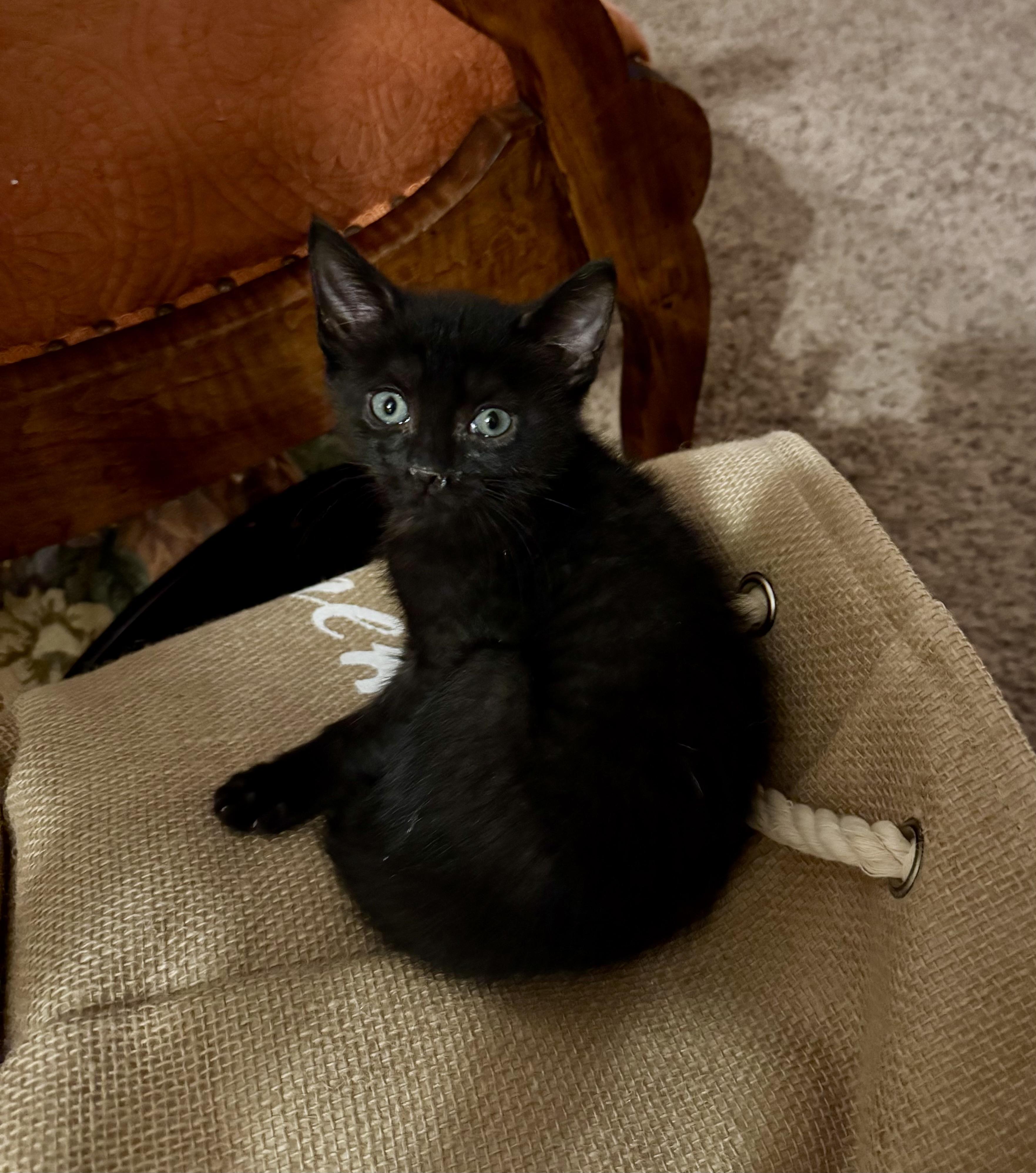 Enlarge Lucille, a Adoptable Domestic Short Hair in East Amherst, NY image 4/6