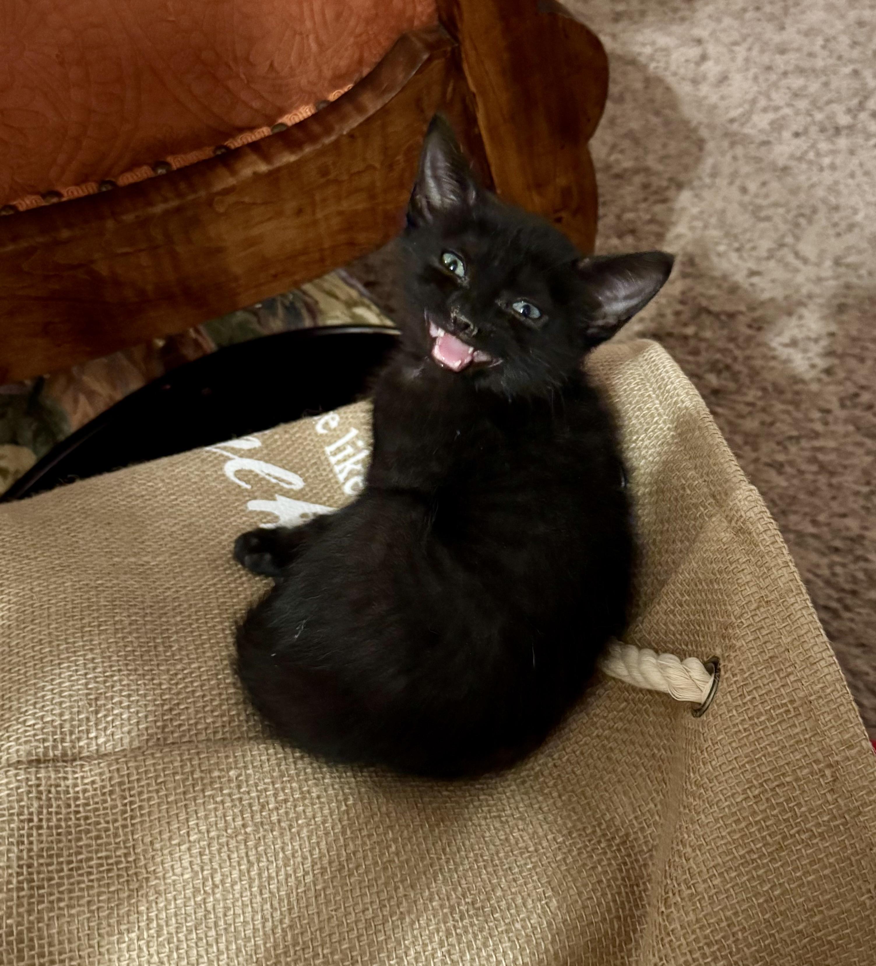 Enlarge Lucille, a Adoptable Domestic Short Hair in East Amherst, NY image 5/6