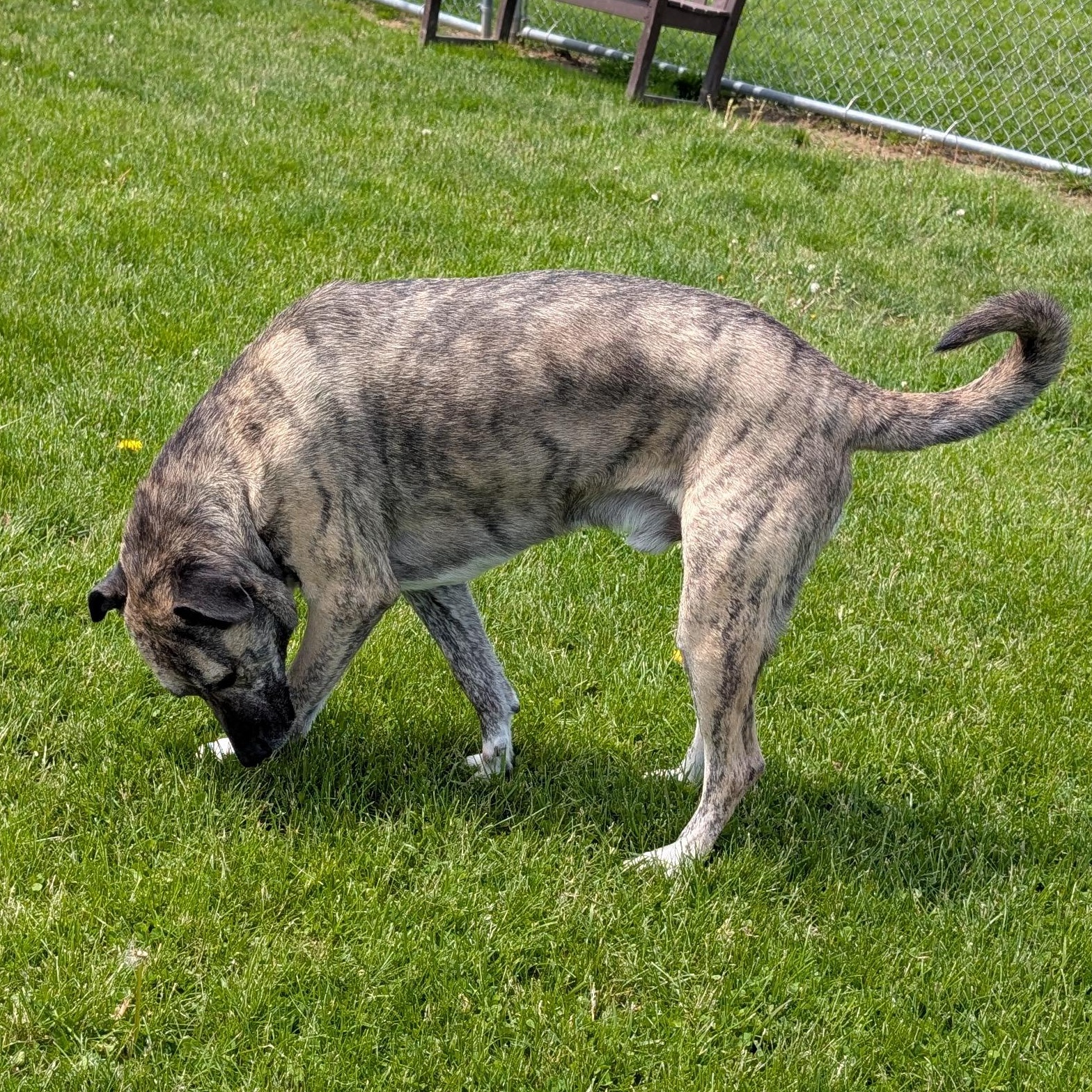 Enlarge 190080 Star  aka Buck, a ADOPTABLE Anatolian Shepherd in Ravenna, OH image 3/6