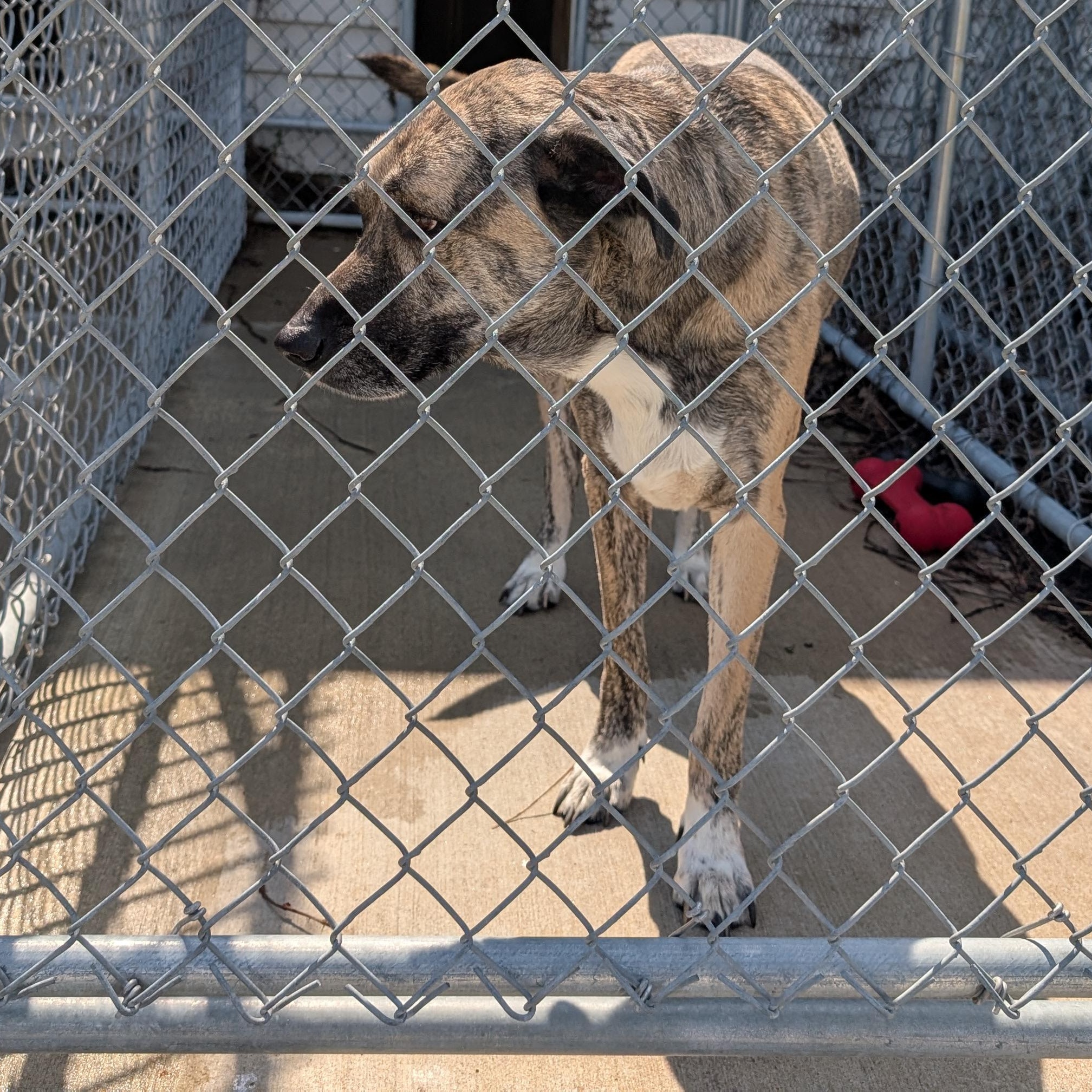 190080 Star  LOOKING FOR OWNER, ADOPTABLE, Adult Male Anatolian Shepherd.