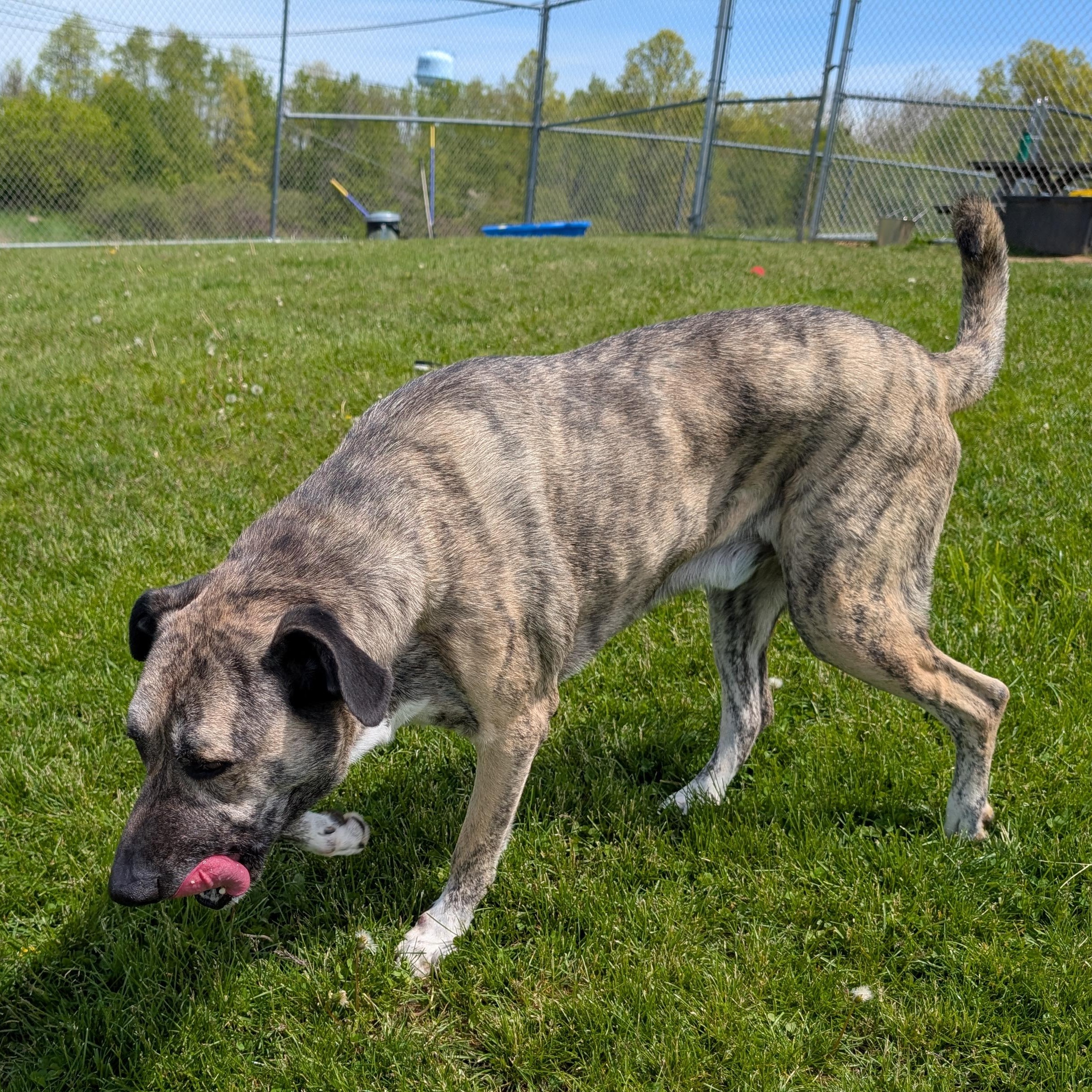 Enlarge 190080 Star  aka Buck, a ADOPTABLE Anatolian Shepherd in Ravenna, OH image 2/6