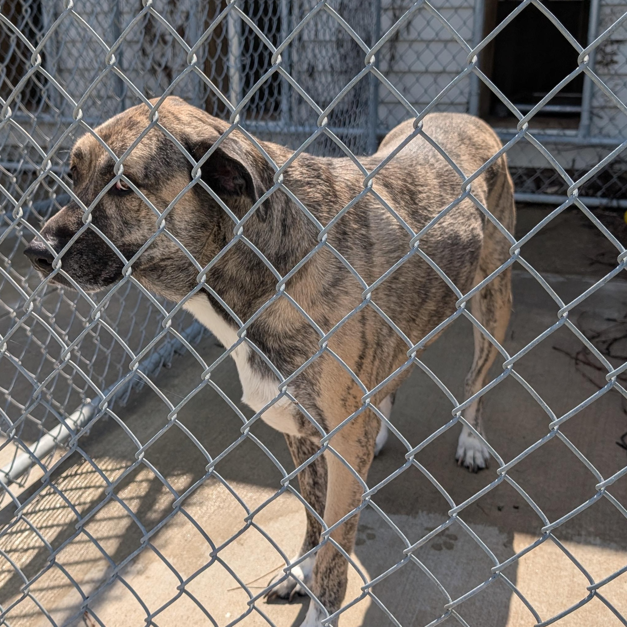 Enlarge 190080 Star  LOOKING FOR OWNER, a ADOPTABLE Anatolian Shepherd in Ravenna, OH image 2/2